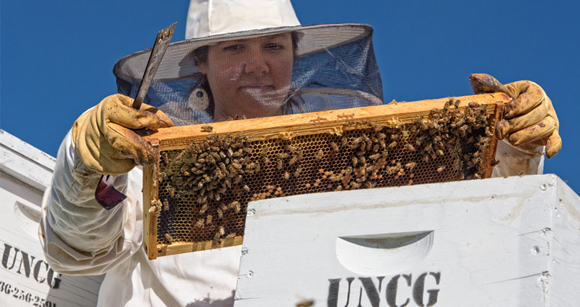 Featured Image for Saving honey bee colonies