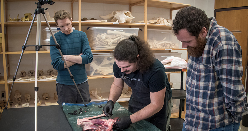 Dr. Charles Egeland (left) observes Robert Sanderford (center) and Kevin Covell (right) as they use replicas of prehistoric stone tools to butcher deer legs from the NC Department of Transportation.