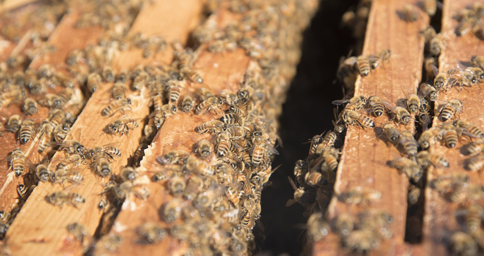 detail apiary horizontal