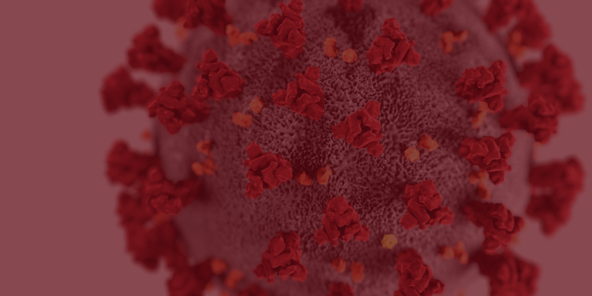 A close-up of a coronavirus.