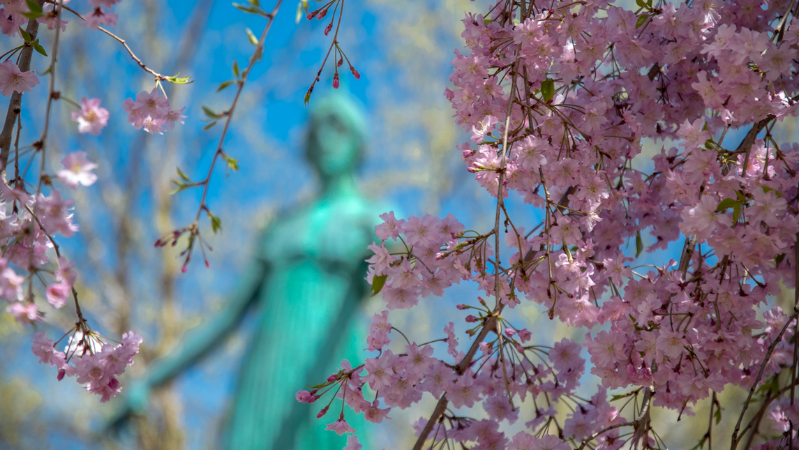 Minerva statue as seen through blossoming tree branches.