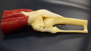 A model of a knee.