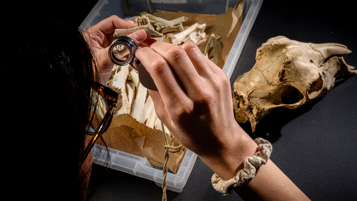 An over the shoulder view of a student examining a tray of animal bones with a magnifying glass.