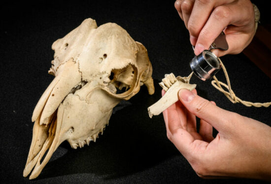 An animal skull on a black background, and two hands examining a broken piece of jawbone with a small magnifying glass.