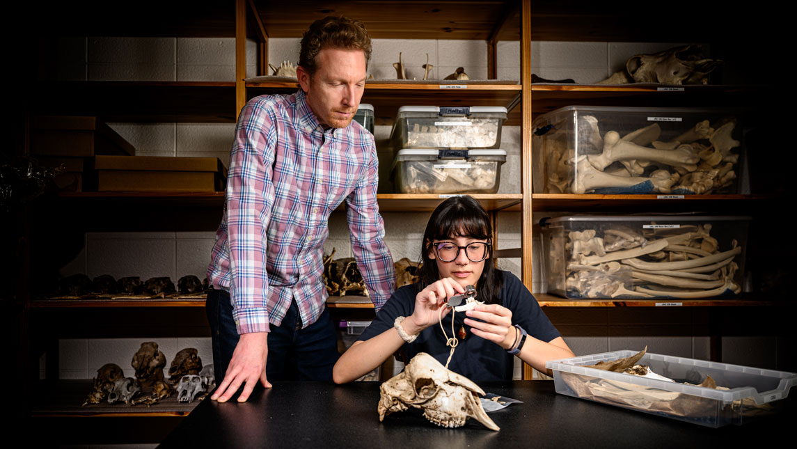 Dr. Charles Egeland and undergraduate researcher Maegan Ferguson examining an animal skull.