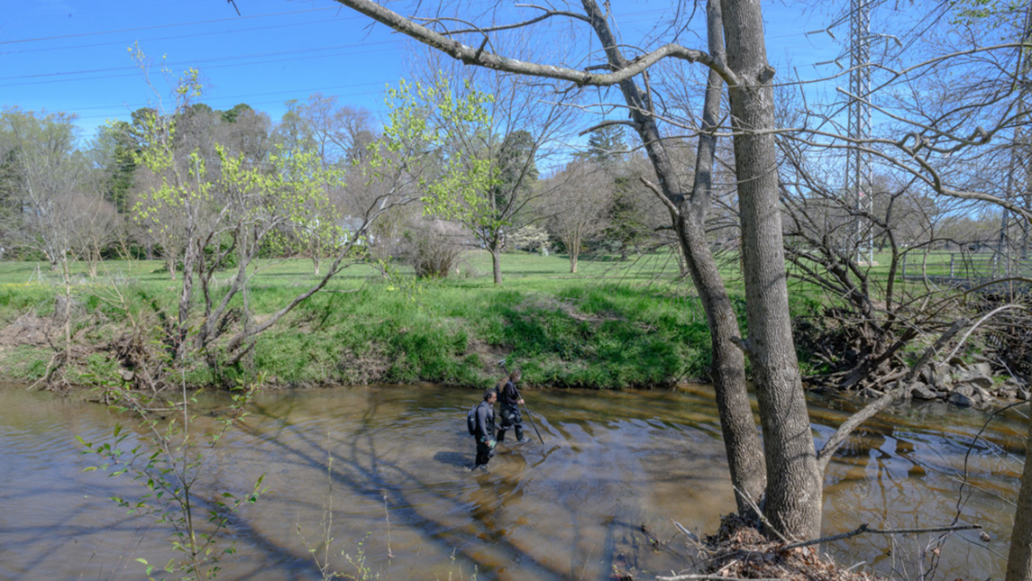 Reseachers wading into the middle of a river, conducting field work at North Buffalo Creek.