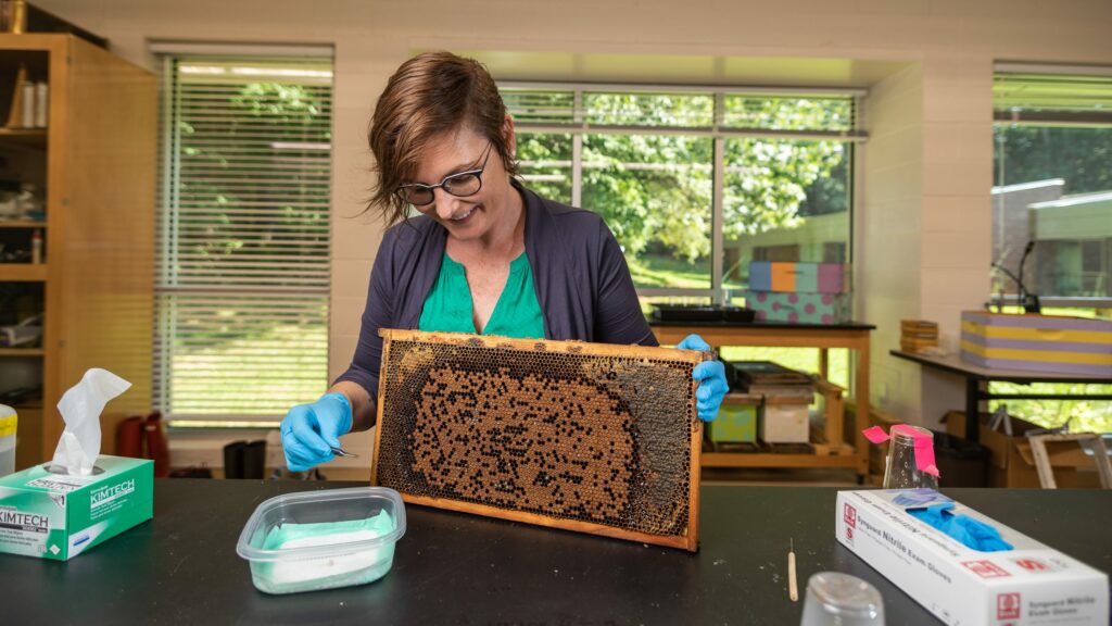 A woman examines bee honeycomb in a lab.