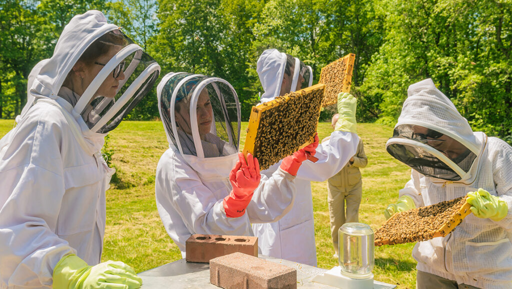 UNCG students in bee suits examining bees in a hive