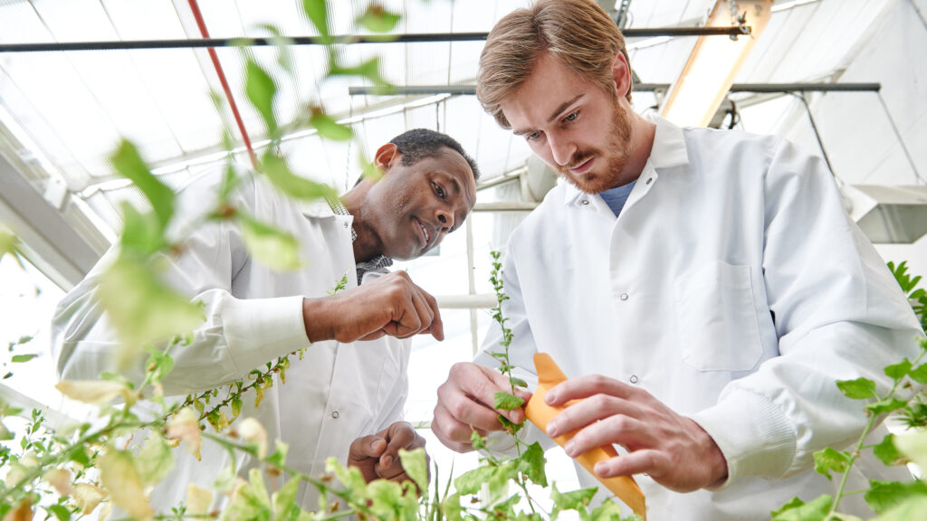 Dr. Ayalew Osena working with student Christopher Cotter in the UNCG Research Greenhouse with tef