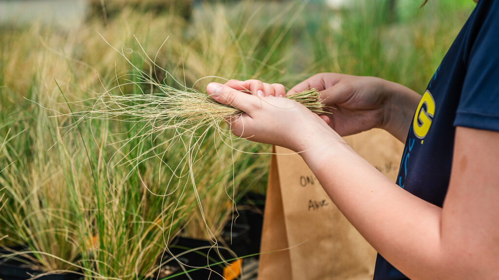 UNCG student in field holding grass in field