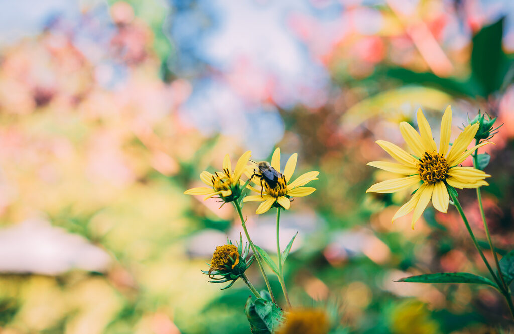 Several yellow flowers, one with an insect, in front of blurry pink flowered background