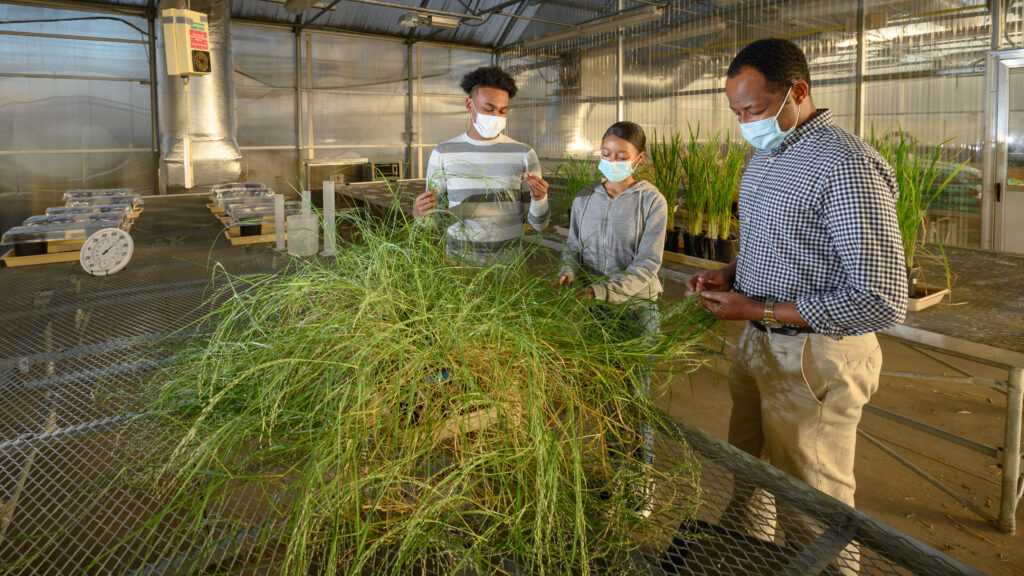 Ayalew Osena and undergraduate researchers investigating tef