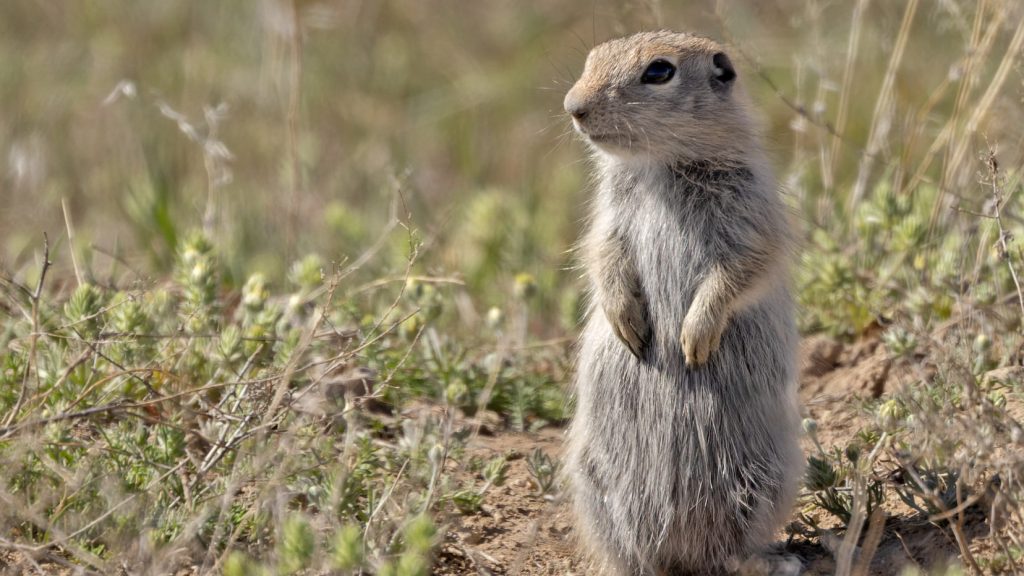 A Snake River Plain ground squirrel standing outside of its burrow