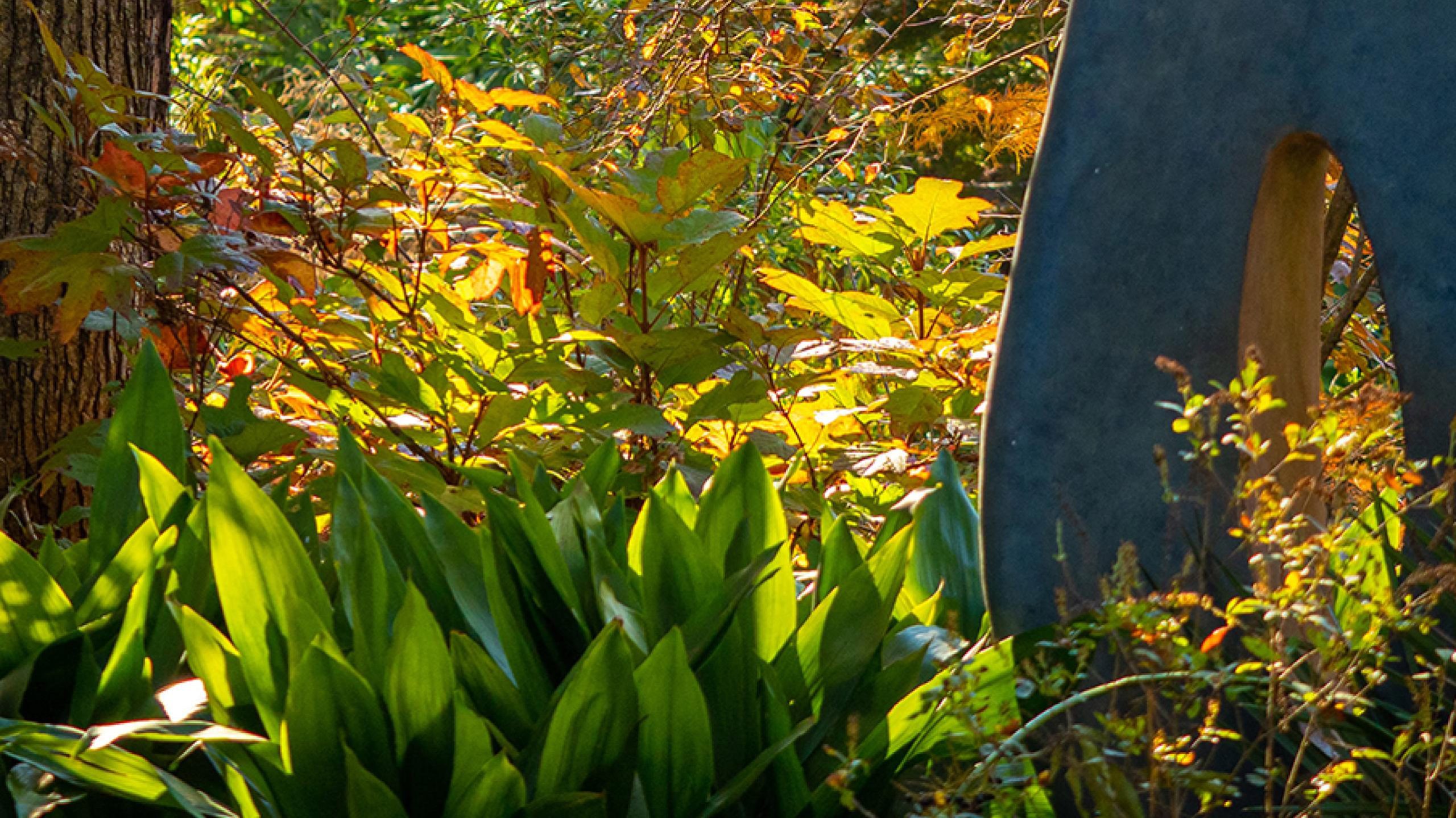 Plants growing around trees