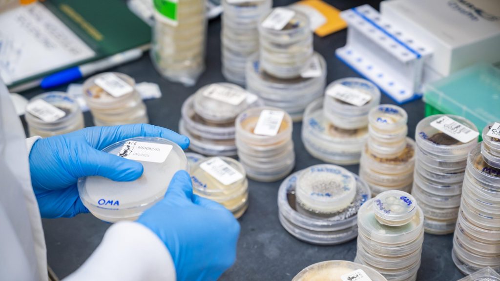 A person in gloves holds fungal samples in a Petri dish with other samples surrounding them