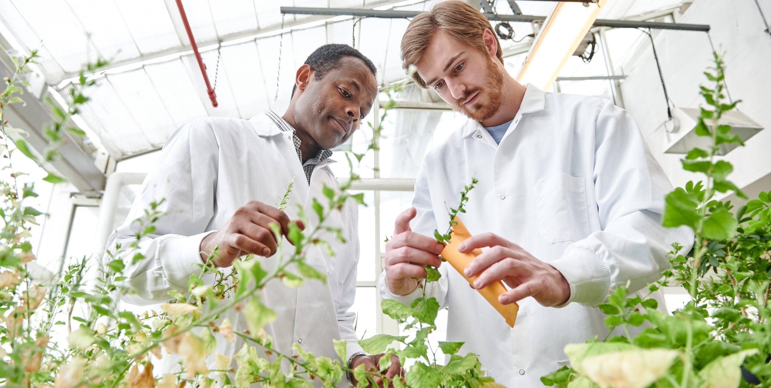 Dr. Ayalew Osena works with an undergraduate in the greenhouse